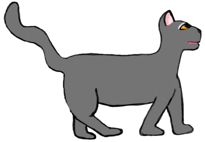Cat going crazy